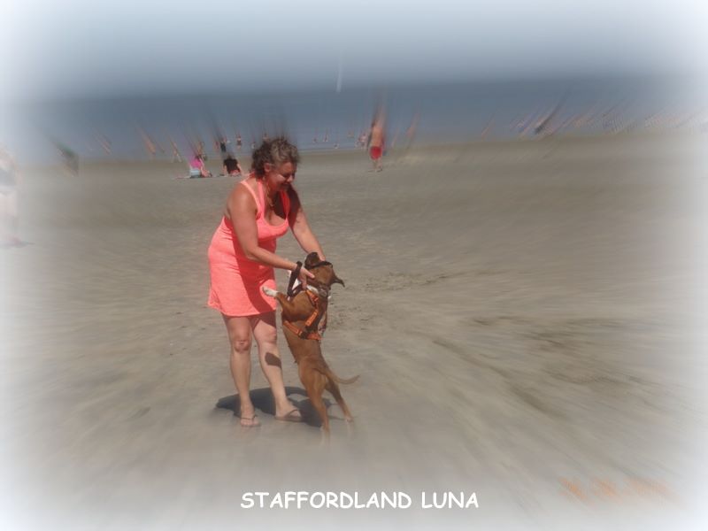 Staffordland Luna