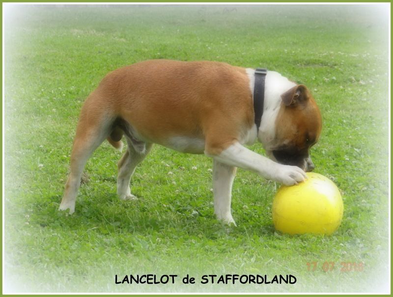Staffordland Lancelot