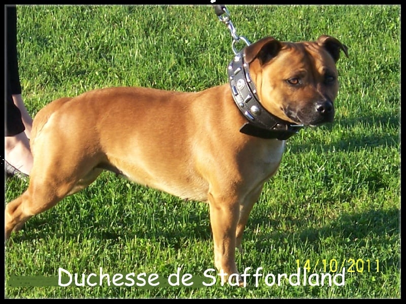 Staffordland Duchesse