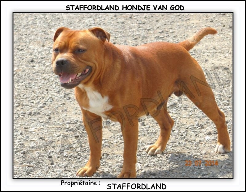Staffordland Hondje van god