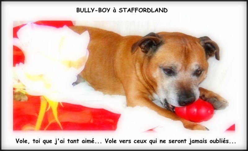 Bully-boy Des têtes brulées