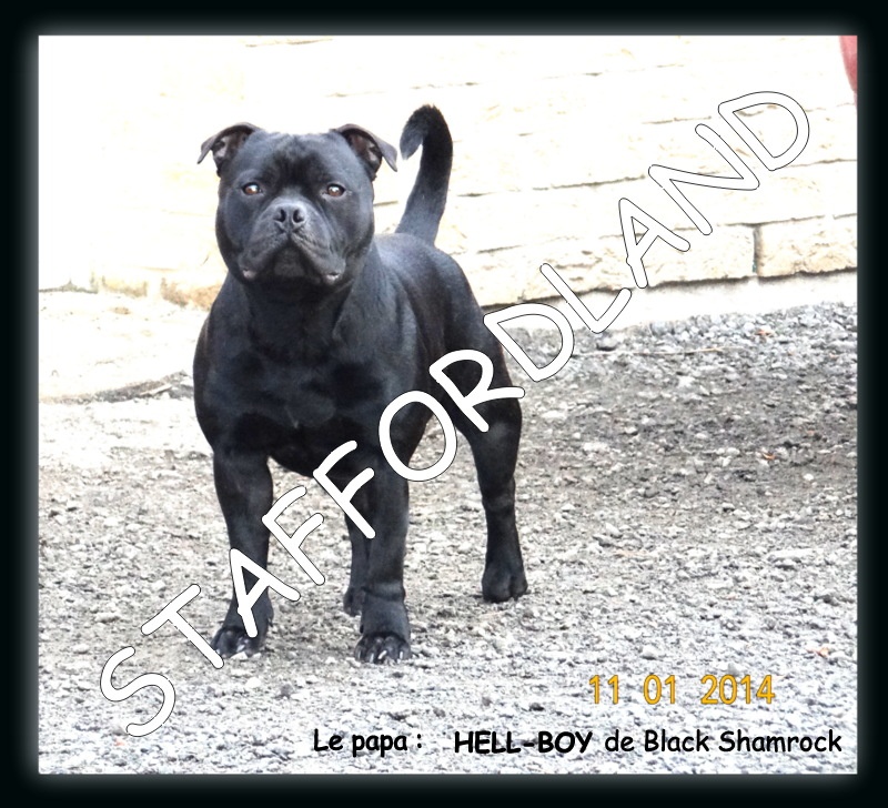 black shamrock Hell-boy