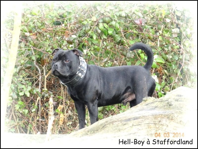 black shamrock Hell-boy