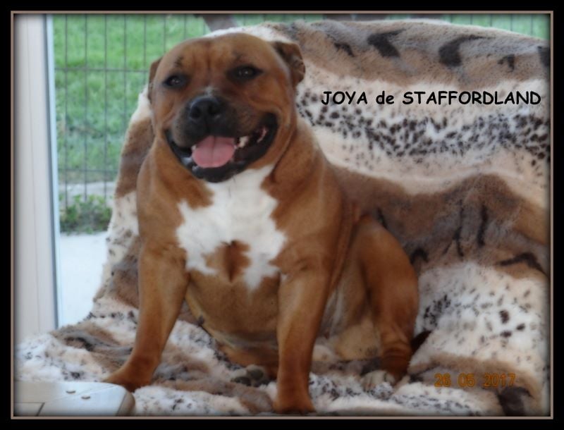 Staffordland Joya