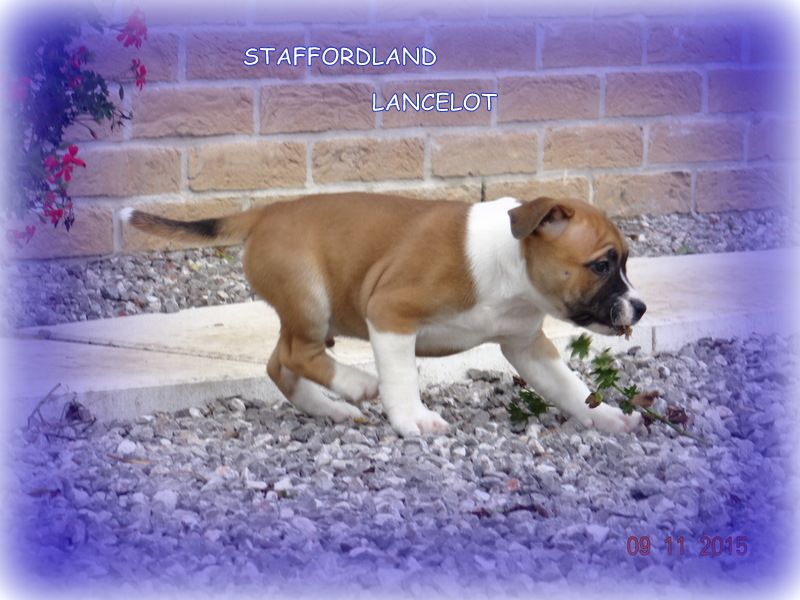 Staffordland Lancelot