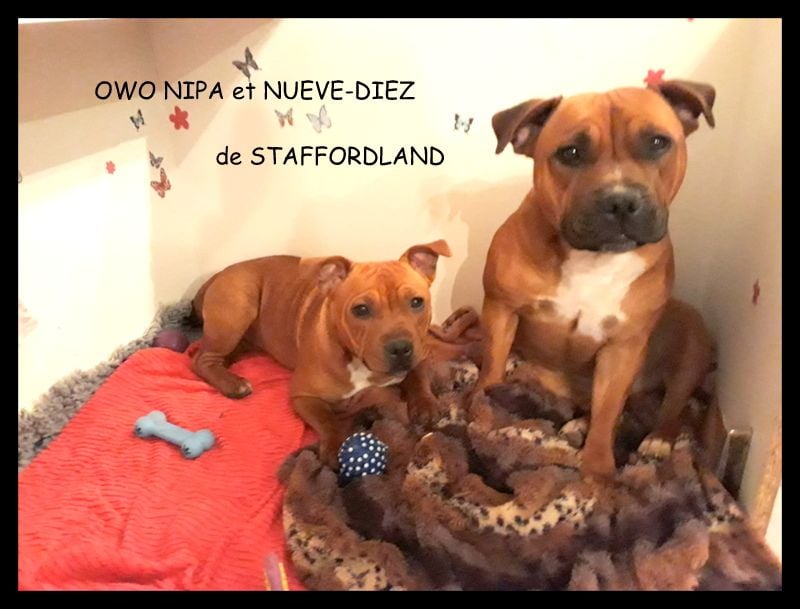 Staffordland Owo nipa