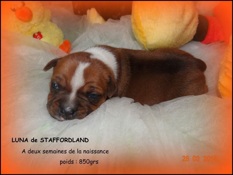 Staffordland Luna