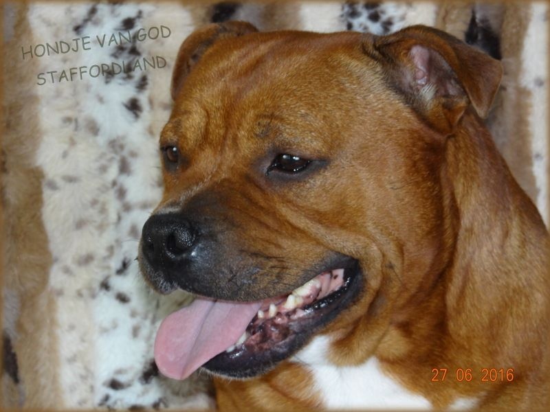 Staffordland Hondje van god