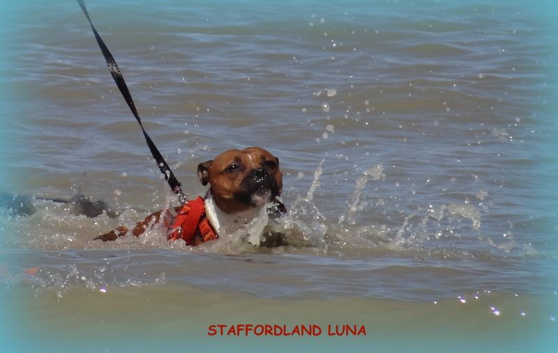 Staffordland Luna