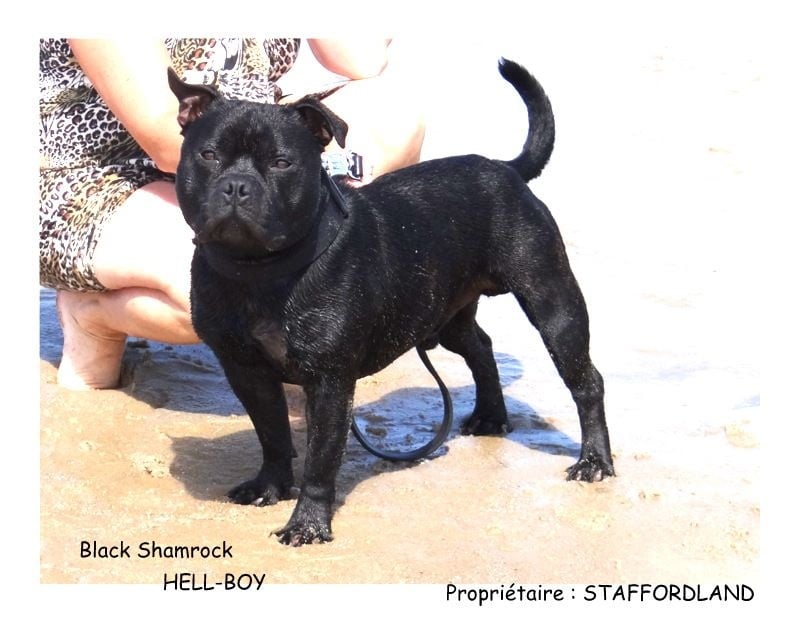 black shamrock Hell-boy