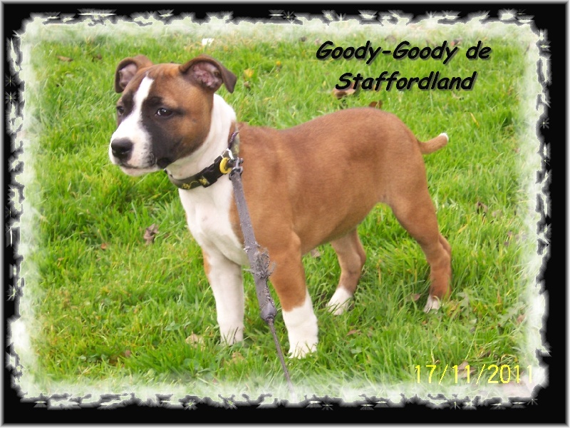 Staffordland Goody-goody