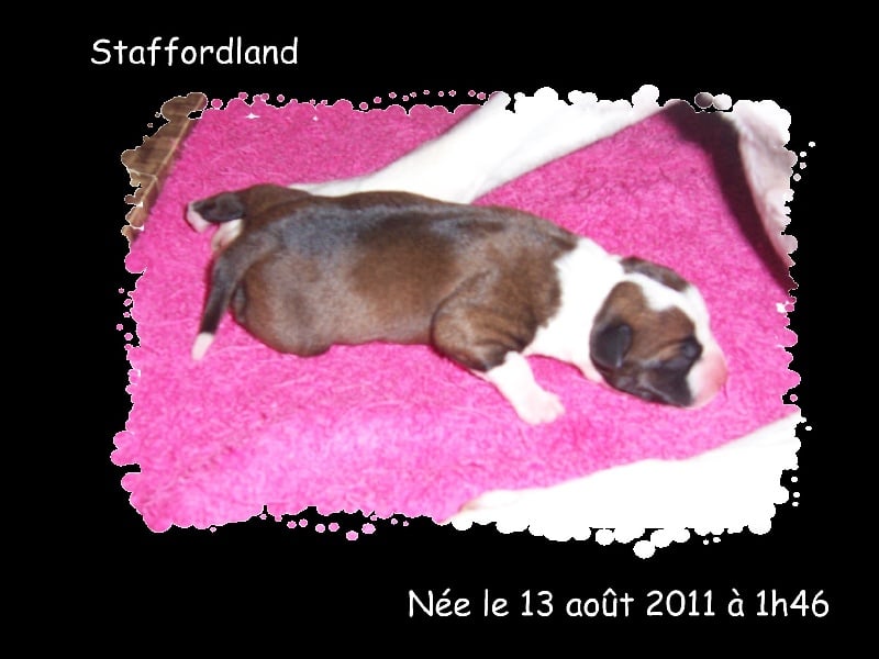 Staffordland Goody-goody