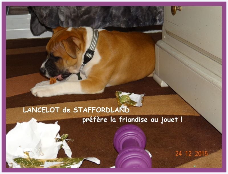Staffordland Lancelot