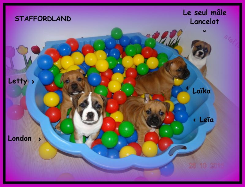 Staffordland Lancelot