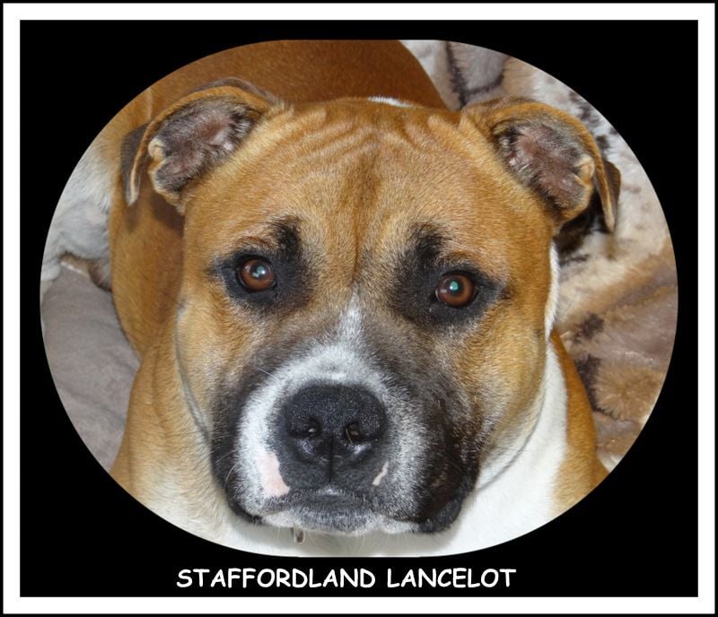 Staffordland Lancelot