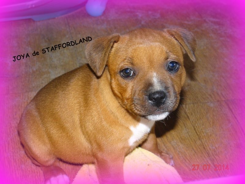 Staffordland Joya