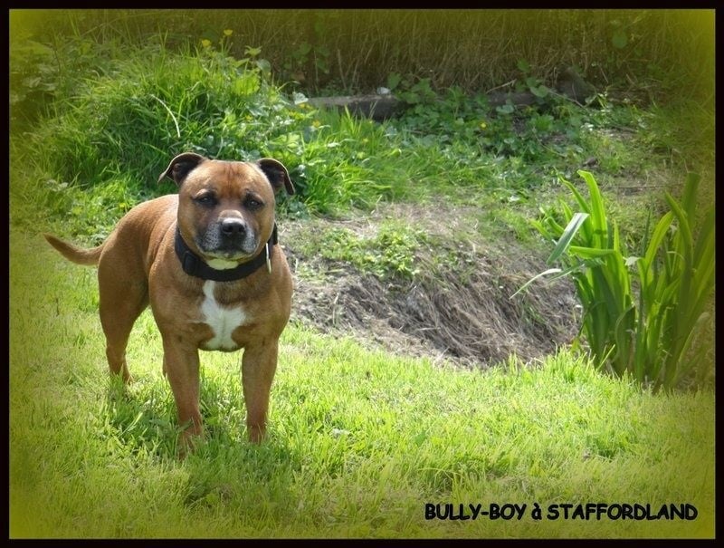 Bully-boy Des têtes brulées