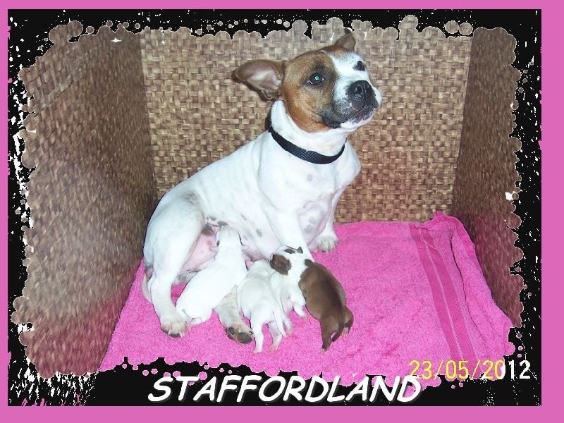Staffordland Hathor