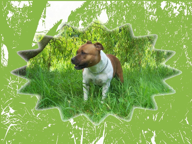 Bodhi-girl de la Lumière de Bregançon