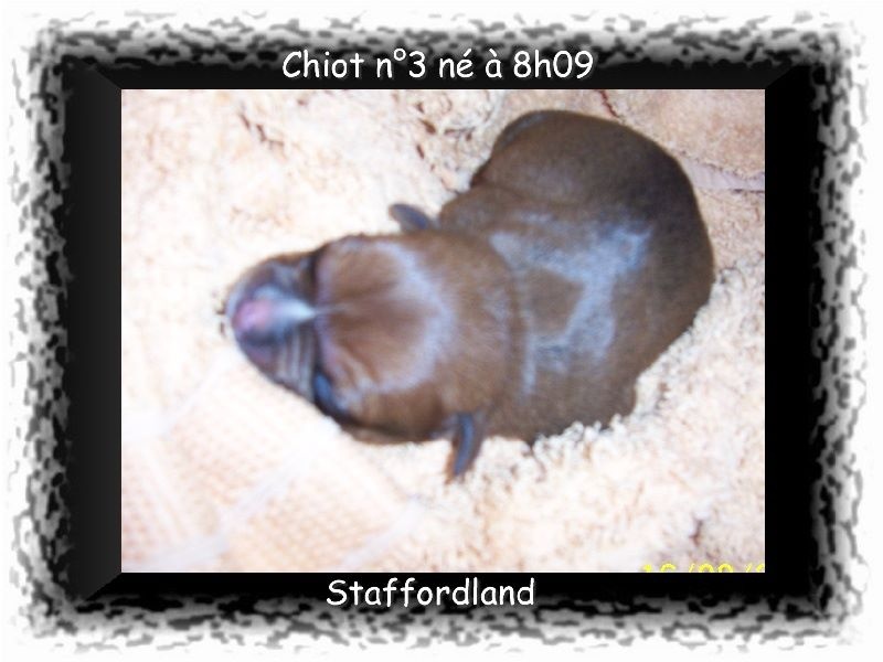 Staffordland Hondje van god