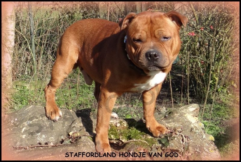 Staffordland Hondje van god