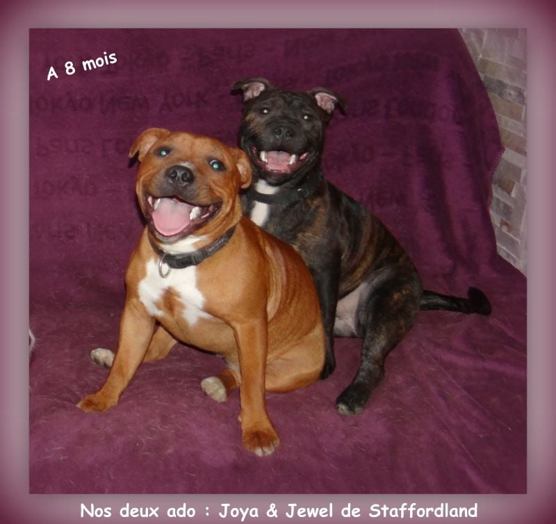 Staffordland Joya