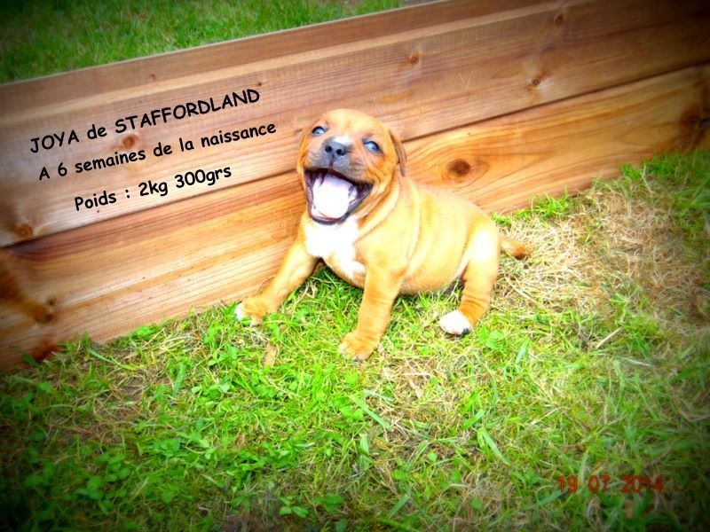 Staffordland Joya
