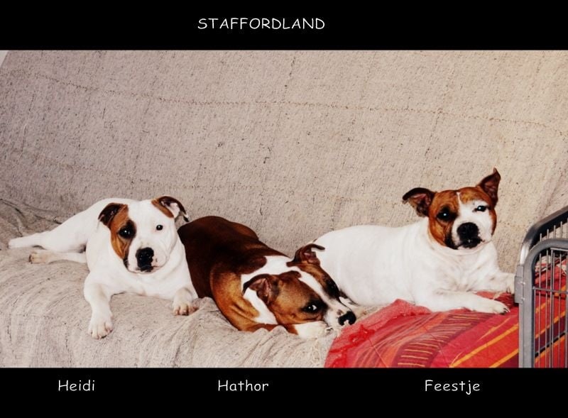 Staffordland Hathor