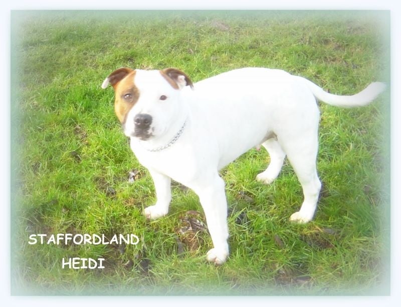 Staffordland Heidi