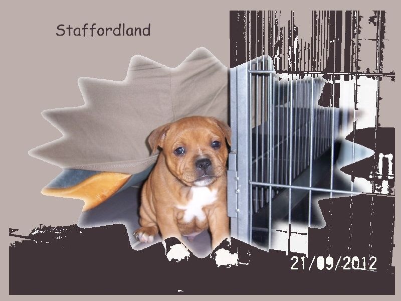 Staffordland Hondje van god