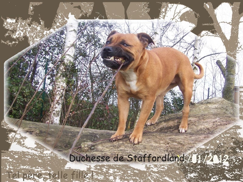Staffordland Duchesse