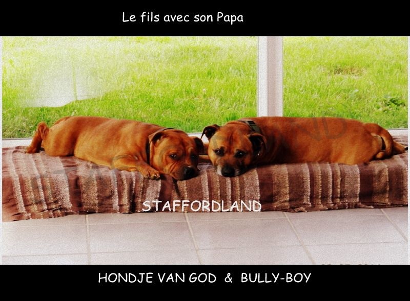 Staffordland Hondje van god