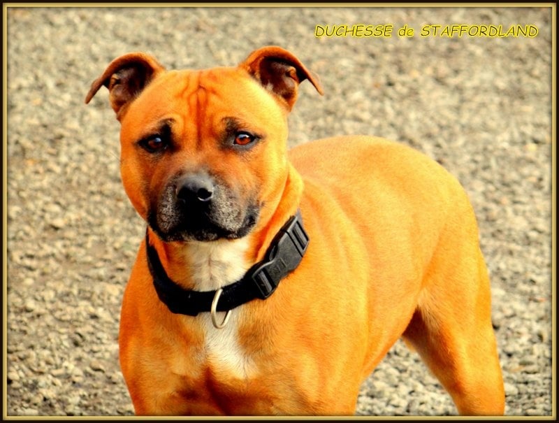 Staffordland Duchesse