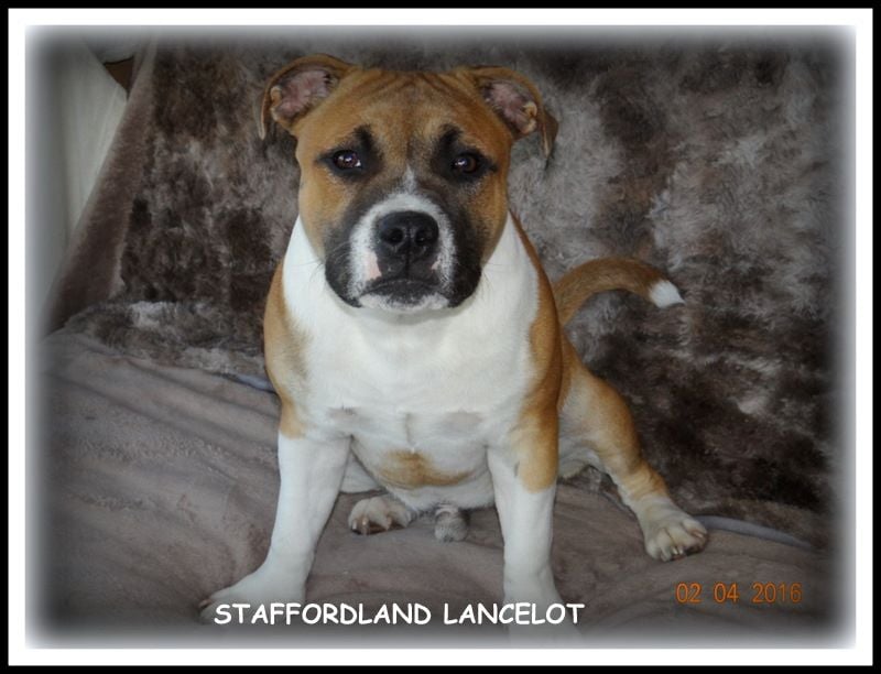Staffordland Lancelot