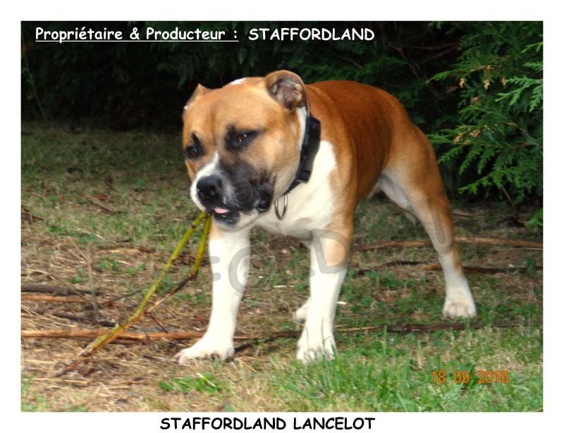 Staffordland Lancelot