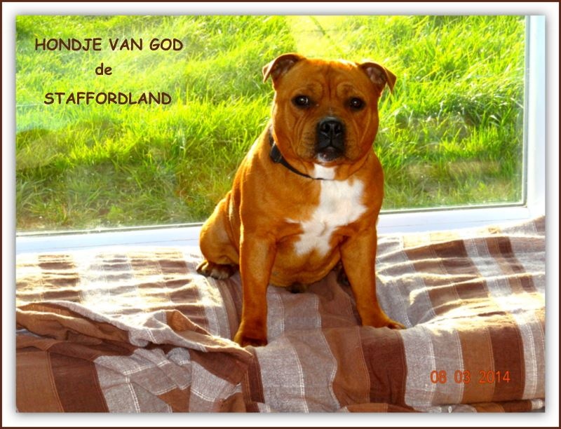 Staffordland Hondje van god