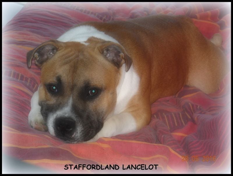 Staffordland Lancelot