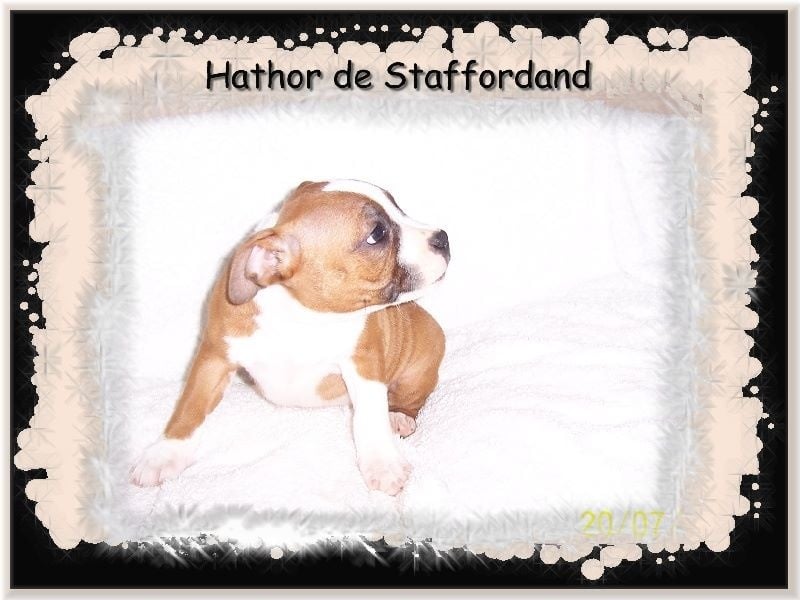 Staffordland Hathor
