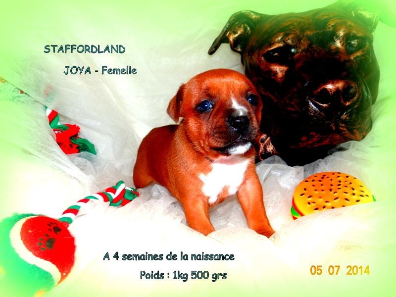 Staffordland Joya