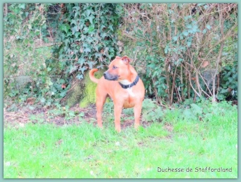 Staffordland Duchesse