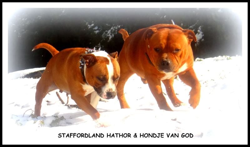 Staffordland Joya