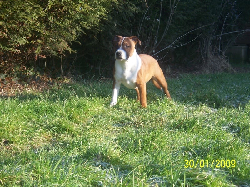 Staffordland Docteur jones