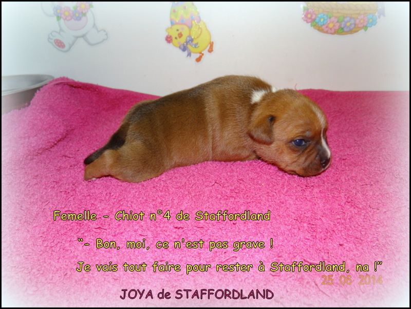 Staffordland Joya