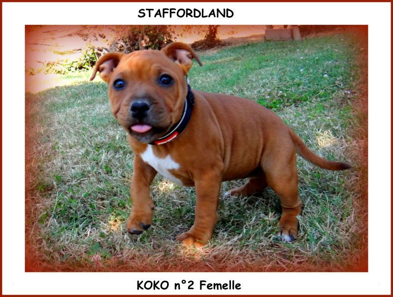 Staffordland Owo nipa