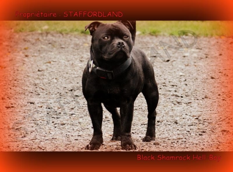 black shamrock Hell-boy