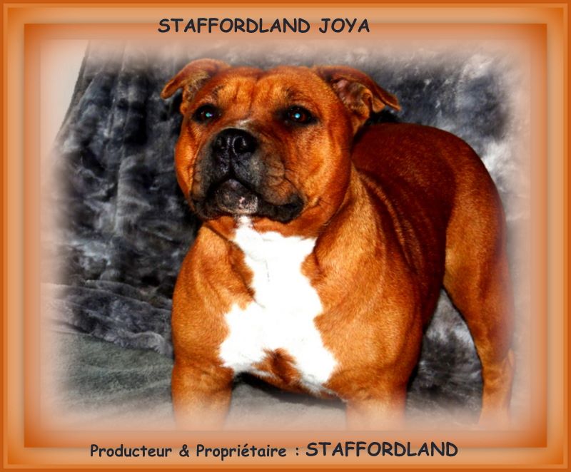 Staffordland Joya