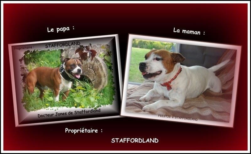 Staffordland Hathor
