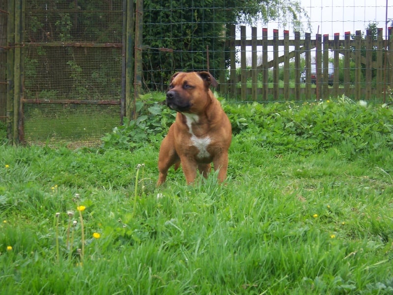 Bully-boy Des têtes brulées