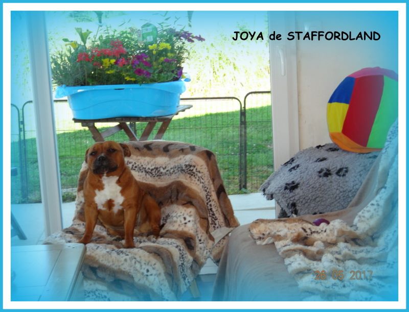 Staffordland Joya