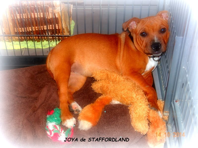 Staffordland Joya